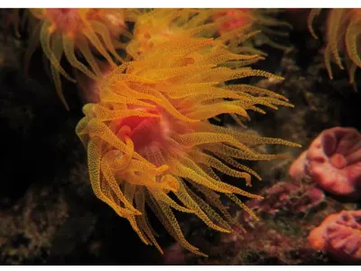 Orange Cup Coral
