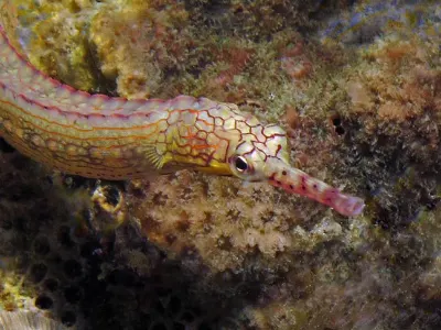 Pipefish