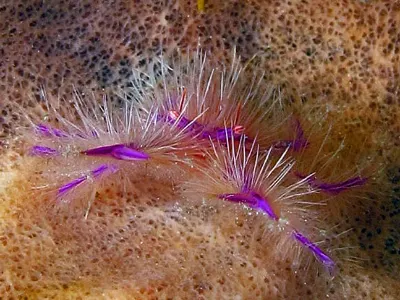 Siagiani Squat Lobster