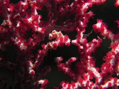 Pygmy Seahorse