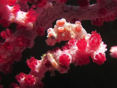 Pygmy Seahorse Macro