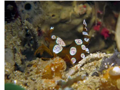 Squat Anemone Shrimp