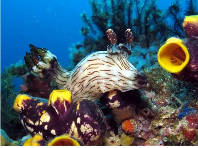 Nudibranch and Tunicates