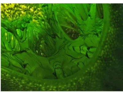 Tunicate Interior