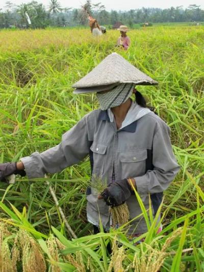 Skin is carefully protected from the sun during long days in the rice paddies.