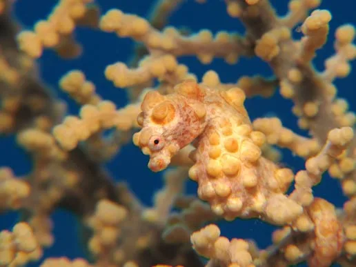 Bali, Indonesia — Liberty Dive Resort — October – November 2014