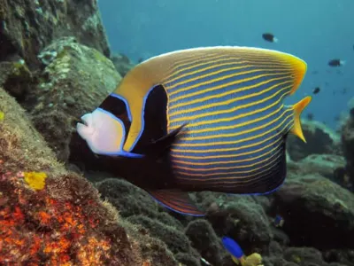 Emperor Angelfish