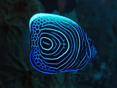 Emperor Angelfish Juvenile