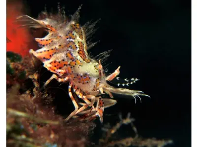 Spiny Tiger Shrimp