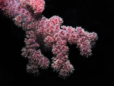 Soft Corals