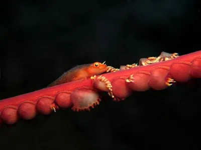 Goby on Whip Coral
