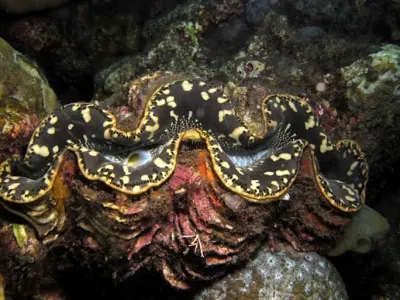 Giant Clam