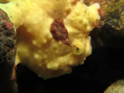 FFrogfish Face