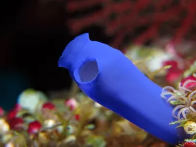 Bulb Tunicate