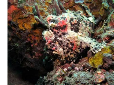 Camouflaged FFrogfish
