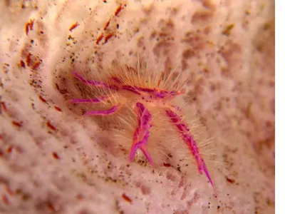 Squat Lobster