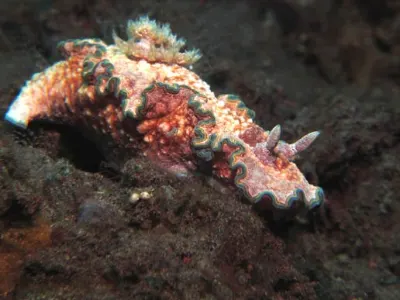 Girdled Glossodoris