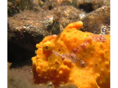 FFrogfish Lure