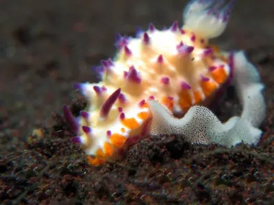 Mexichromis Laying Eggs