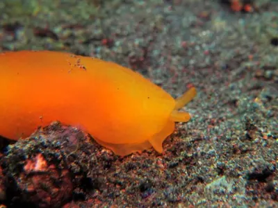 Apricot Side-Gill Slug