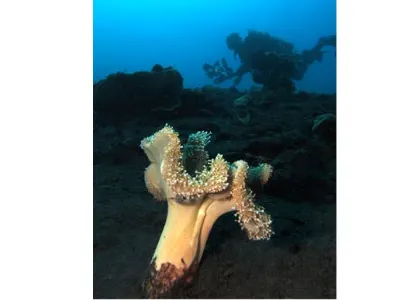 Coral Scene