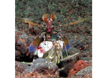 Pink Eared Mantis