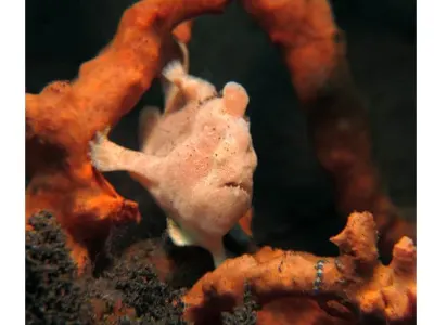 FFrogfish