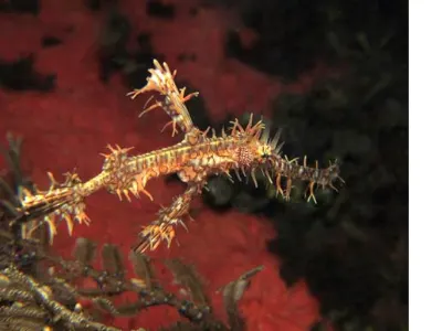 Robust Ghost Pipefish