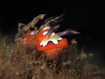 Creamy Chromodoris