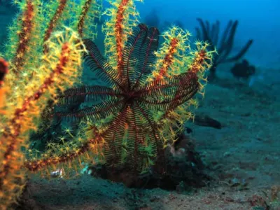 Crinoid Scene