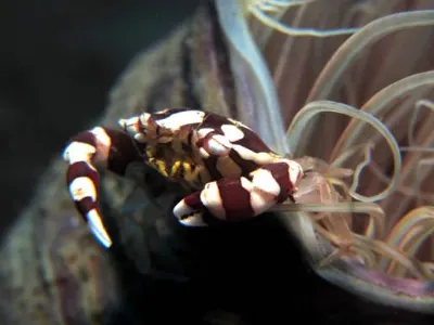 Anemone Crab