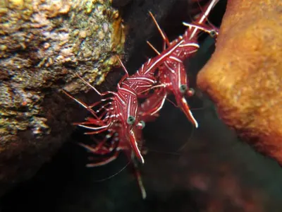 Hinge Beak Shrimp