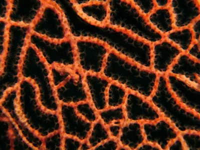 Pygmy Seahorse