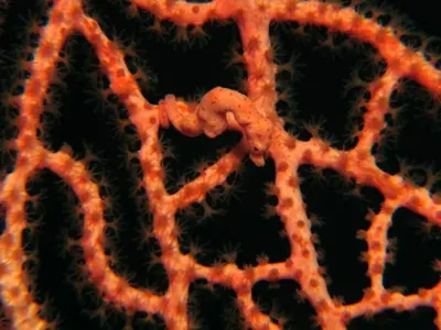 Pygmy Seahorse Closer