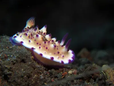 Bumpy Mexichromis