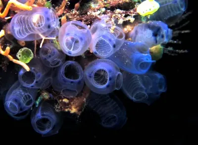 Tunicates