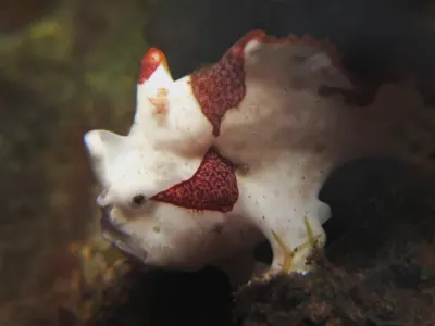 Painted FFrogfish
