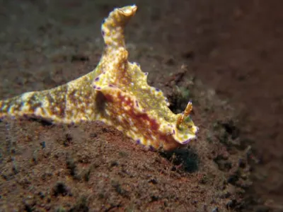 Many Lobed Ceratosoma