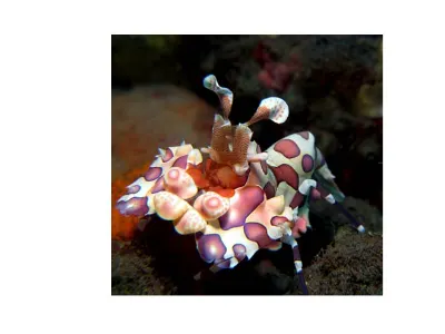 Harlequin Shrimp