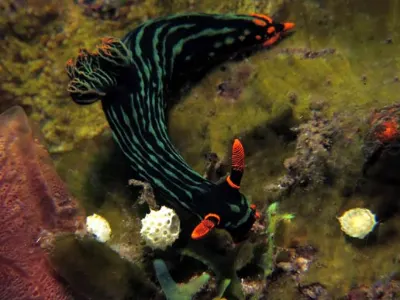 Kubaryana's Nudibranch