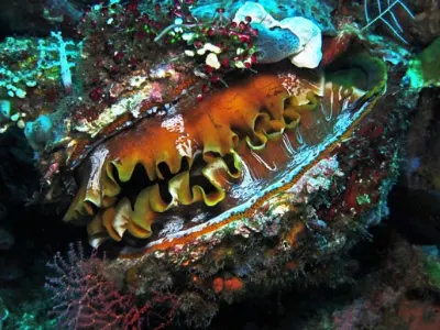 Thorny Oyster