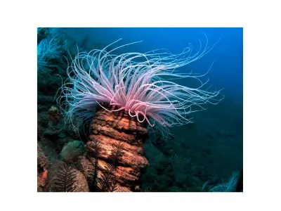 Tube Anemone