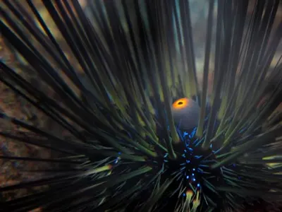 Urchin