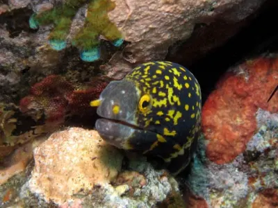 Snowflake Eel