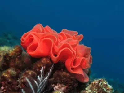 Spanish Dancer Eggs