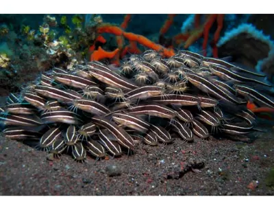 Striped Catfish