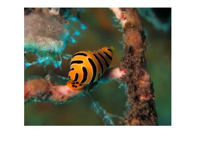 Tiger Egg Cowrie