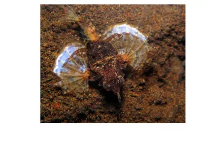 Sea Moth