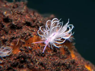 Redline Flabellina
