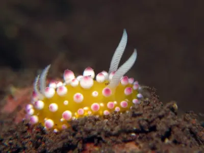 Ornamental Cadlinella